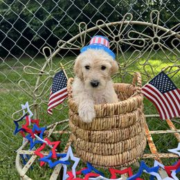 Dallas - Gold male Labradoodle puppy in Waco, Texas from River Run Labradoodles