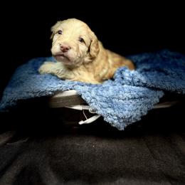 Leonardo - Red male Bernedoodle puppy in Winter Garden, Pennsylvania from Bernedoodle Bunch