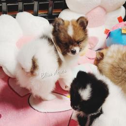 Pierce - Cream sable parti male Pomeranian puppy in Ponca City, Oklahoma from Bliss Acres Farm