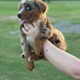 Cowboy - Red merle male Miniature Australian Shepherd puppy in Yantis, Texas from Marie Mini Aussies