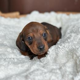 D'Artagnan - Red male Dachshund puppy in Crystal, Michigan from Mare-Bella Smoothcoat Edition