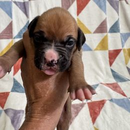 Mr Green - Fawn male Boxer puppy in Palm Coast, Florida from Starlight Boxer Corner