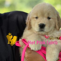 Hot Pink - Golden female Golden Retriever puppy in Mills River, North Carolina from Appalachian Dog Training LLC