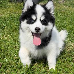 Diesel - Black and white male Pomsky puppy in Mc Minnville, Oregon from West Coast Pomskies