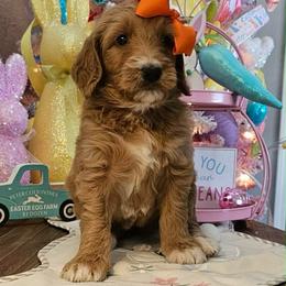 Sunny - Red  female Goldendoodle puppy in Haughton, Louisiana from Bailey’s Cajun Canines