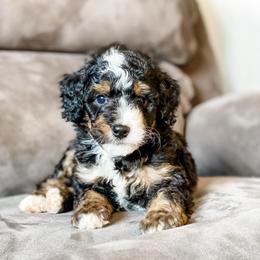Wyoming - Tri-color male Bernedoodle puppy in Hudson, Indiana from TurkeyCreek-K9