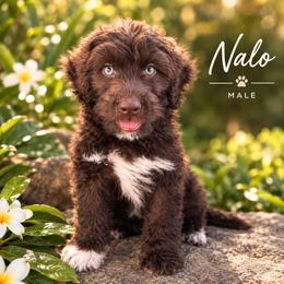 Nalo - Red & white male Toy Australian Shepherd puppy in Honolulu, Hawaii from Liana’s Toy Aussies