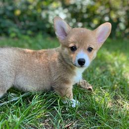 Leah - Red female Pembroke Welsh Corgi puppy in Hope, Arkansas from Foxy Knoll Farm