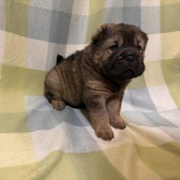 Guacamole - Black sable male Chinese Shar-Pei puppy in Lenoir, North Carolina from Peitato Chips