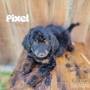 Girl 3 - Phantom Double Doodle puppy in Prineville, Oregon from Black Canyon Doodles