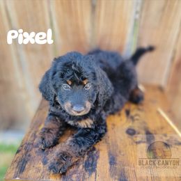 Girl 3 - Phantom Double Doodle puppy in Prineville, Oregon from Black Canyon Doodles