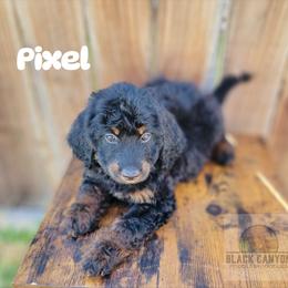 Girl 3 - Phantom Double Doodle puppy in Prineville, Oregon from Black Canyon Doodles