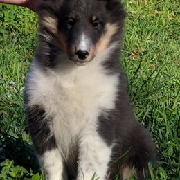 Bulldog and Shetland Sheepdog Puppies from Smooch-A-Bulls English Bulldogs & M&M Shelties