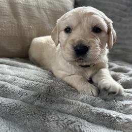 Green - Light golden male Golden Retriever puppy in Modesto, California from Rooster Valley Golden Retrievers