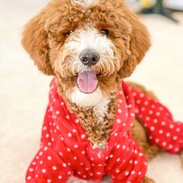 Goldendoodle and Poodle Puppies from CharleighRae Poodles and Doodles