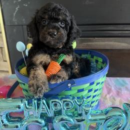 Baur - Black and tan male Cockapoo puppy in Connersville, Indiana from MoonShine Babies