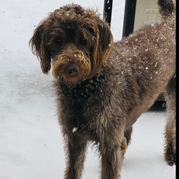 Labradoodles from Davis Doodles