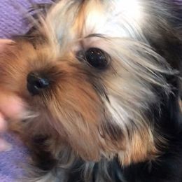 Yorkshire Terriers from Destiny's Yorkshire Terriers