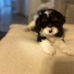 Cavalier King Charles Spaniel, Cavapoo, Maltipoo, and Poodle Puppies from Lainy's Puppies