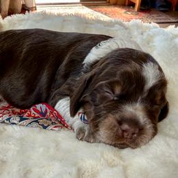 Zion (Orange-red) - Liver white and tan male English Springer Spaniel puppy in Conifer, Colorado from Majestic Mountain Springs