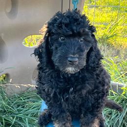 Benjamin ( Franklin) - Black male Bernedoodle puppy in Caldwell, Idaho from Treasure Valley Poodles