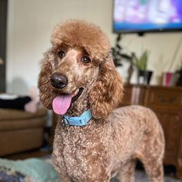 Honey - Poodle