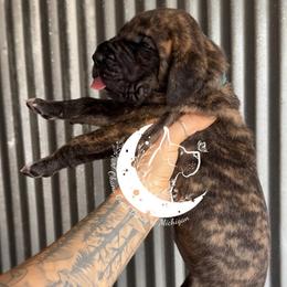 Leia - Brindle female Great Dane puppy in Michigan from Ohana Great Danes of Michigan