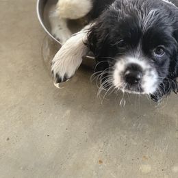 Cockapoo, Goldendoodle, and Aussiedoodle Puppies from Dare to Doodle