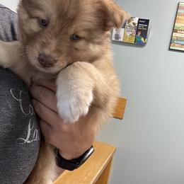 Pomsky Puppies from Blue Sky Pomsky