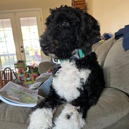 Goldendoodles and Poodles from Best Choice Doodles