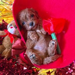 Cavapoo puppies from Jordan  Harrison