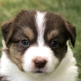 Miniature American Shepherds from Greenwood Acres Kennel