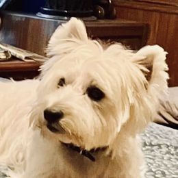 Bolt - West Highland White Terrier