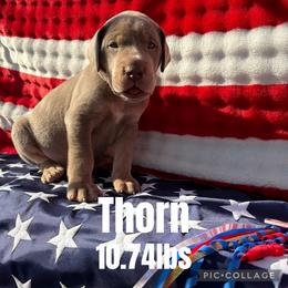 Thorn - Blue male Great Dane puppy in Ardmore, Alabama from Delta Danes
