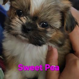 Sweet Pea - Gold and white female Shih Tzu puppy in Peoria, Arizona from Shihtzucircusaz