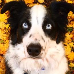 Miniature Australian Shepherd and Toy Australian Shepherd All Grown Up from 2Lazy2P Mini Aussies