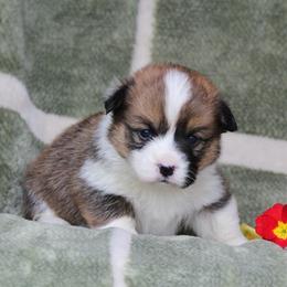 Cherry - Sable and white female American Corgi puppy in Scio, Oregon from Abundant Joy Corgis