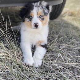 Australian Shepherd Puppies from FoxRest Australian Shepherds