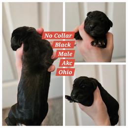 Black male - Black male Great Dane puppy in Doylestown, Ohio from Dana's Danes