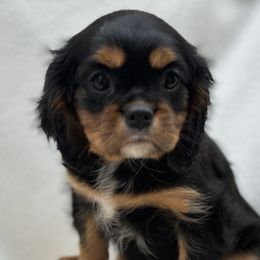 Cavalier King Charles Spaniels, Cavapoos, and Cocker Spaniels from Shelli Ryan