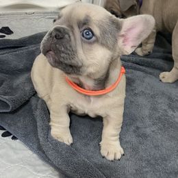 Blanche - Blue fawn female French Bulldog puppy in Blountstown, Florida from Fairytale French Bulldogs of Florida