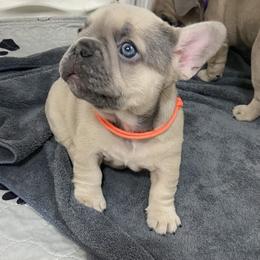 Blanche - Blue fawn female French Bulldog puppy in Blountstown, Florida from Fairytale French Bulldogs of Florida