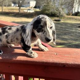 Dachshund Puppies from L & J Kennel