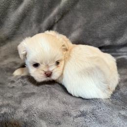 Boy 1 - Cream and white male Shih Tzu puppy in Birch River, West Virginia from Karen's Shih Tzus