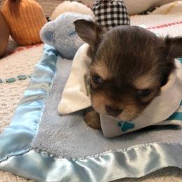 Chihuahua Puppies from Chilove Chihuahuas