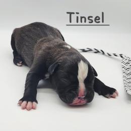 Tinsel - Brindle male Boxer puppy in Lascassas, Tennessee from CC's Boston & Boxer Babies