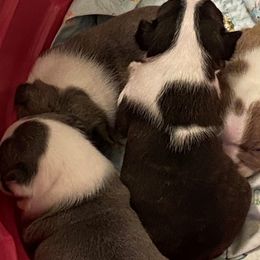 Boston Terrier Puppies from Boston Kup Breeders