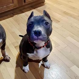 American Bully Puppies from Night Court Bullies