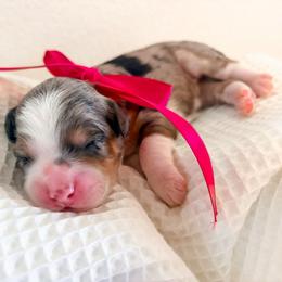 Charlotte - Black white and tan female Cockapoo puppy in Seymour, Missouri from Cherokee Creek Labradors and Doodles