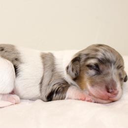 Dusty - Dapple female Dachshund puppy in Mapleton, Utah from Utah County Dachshunds